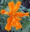 orange pretty flower