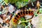 Orange prickly black caterpillar fur