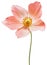 Orange primrose flower on a white isolated background with clipping path. Flowers on a stem. Close-up. For design.