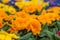 orange primrose in a greenhouse