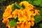Orange primula flowers