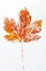 Orange printed fall leaf