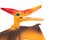 Orange pterosaurs toy on a white background