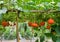 Orange pumpkin agriculture hanging at bamboo pergola in farm background. Orange pumpkin planting with bamboo arbor