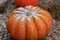 Orange pumpkin autumn vegetable symmetrical ribbed seasonal crop on a beige background
