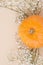 Orange pumpkin close-up sideways on a light beige pastel background and dry white flowers..