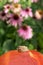 Orange pumpkin in foreground with pink coneflower in background