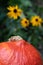 Orange pumpkin in foreground with yellow coneflower in background