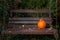 Orange pumpkin in the garden