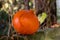 Orange pumpkin in the garden