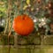 Orange pumpkin in the garden