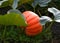 Orange pumpkin in the garden. Pumpkin growing in the garden. Closeup