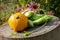 Orange pumpkin, green achocha, lilac echinacea flower. Blurry garden background