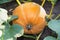 An orange pumpkin grows on a vegetable garden among the leaves.