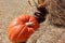 Orange pumpkin, hay bale, corn fall background