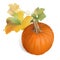 Orange Pumpkin with multicolor leaves - vector