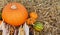 Orange pumpkin with ornamental corn and warted gourds