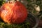 Orange pumpkin in ornamental plate with moos decoration in sunlight outside