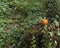 Orange pumpkin sitting on a stump in the forest with ferns and ivy surrounding it