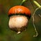 Orange pumpkin on the stem. Ripe vegetable.