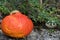 Orange pumpkin on a stone platform on foreground and green herbs like marjoram and round stone in background