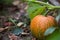 orange pumpkin super close up. autumn background. thanksgiving and harvest