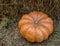 Orange pumpkin symmetrical ribbed close-up. Symbol of harvest