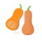 Orange pumpkin vegetable isolated on white background. Cucurbita moschata fruit vector illustration in flat design