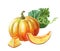 Orange pumpkin. Watercolor illustration on white background. Autumn harvest. Fresh vegetarian food.