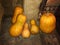 Orange pumpkins in the cellar in winter