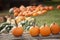 Orange pumpkins on fence