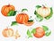 Orange pumpkins with green leaves hand-painted in watercolor. Vegetables, autumn harvest.