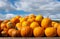 Orange pumpkins grouping