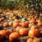 orange pumpkins at outdoor farmer market. pumpkin patch