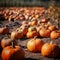 orange pumpkins at outdoor farmer market. pumpkin patch