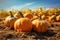 orange pumpkins at outdoor farmer market. pumpkin patch