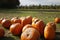 Orange pumpkins at outdoor farmer market. pumpkin patch. Copy space for your text