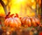 Orange pumpkins over bright autumnal nature background