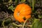 Orange pumpkins ripening in the garden in Solnechny day