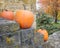 Orange Pumpkins on Stone Stairway with Orange Fall Tree