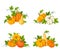 Orange pumpkins. Vector illustrations.