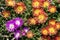 Orange and purple blooming  ice plants Delosperma cooperi
