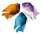 Orange purple and blue colored devil cichlid fishes