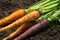 Orange and purple carrot crop