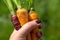 Orange and purple carrot crop