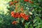 Orange Pyracantha berries grow in September. Berlin, Germany