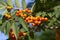 Orange pyracantha berry cluster