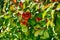 Orange Quince flower among green leaves in natural habitat for spring