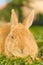 Orange rabbit lying on the grass