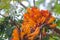Orange Radermachera ignea flowers or Tree Jasmine